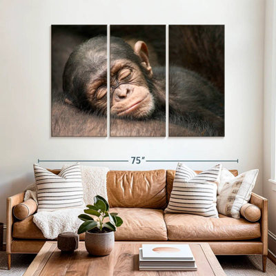 Bébé chimpanzé endormi Brampt
