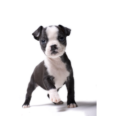 Baby Puppy by Photolishus - Wrapped Canvas Print