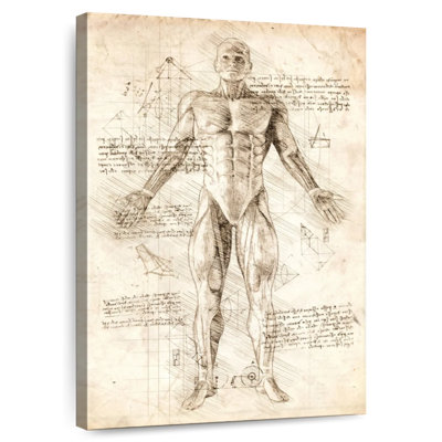 Keiri Human Muscles Anatomy