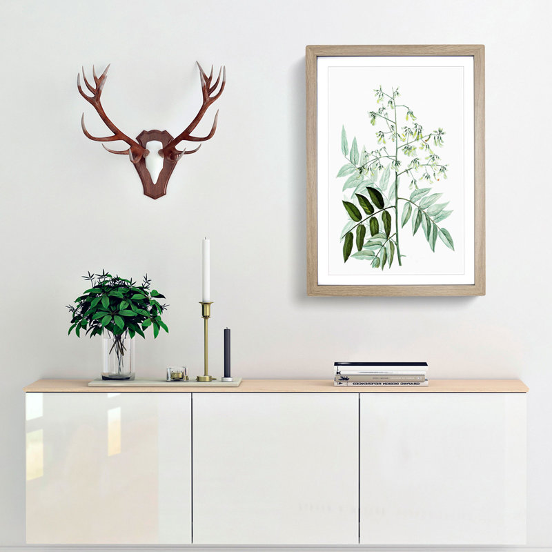 Japanese Pagoda Tree by Pierre-Joseph Redoute - Picture Frame Graphic Art Print, 36cm H x 27cm W x 2cm D, Oak Framed