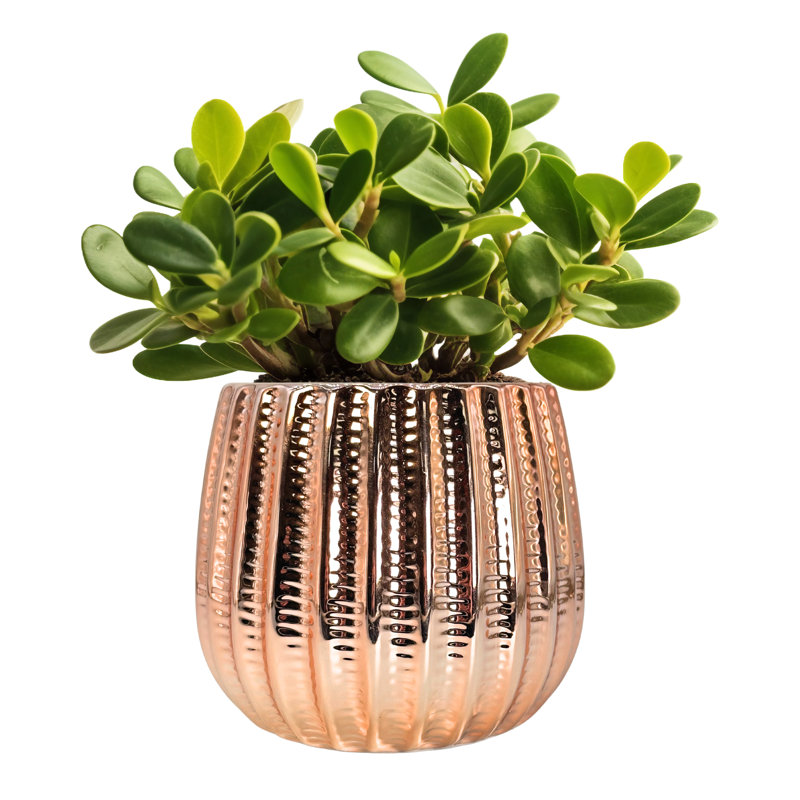 5.5" Ceramic Flower Planter, Ceramic Pot Planter, Plant Home Décor,, Rose Gold