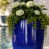 Blue sélectionné