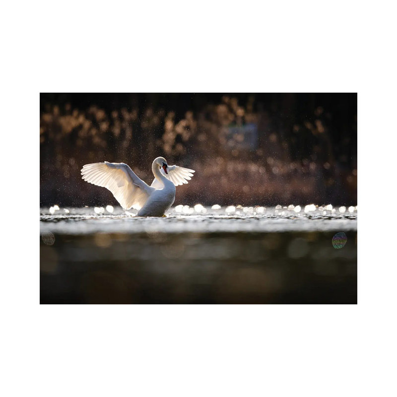 Mute Swan by Mateusz Piesiak - Wrapped Canvas Print, 20.32cm H x 30.48cm W x 1.905cm D