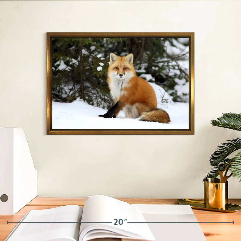 Renard roux d'hiver, Cadre flottant doré, 13 po x 9 po