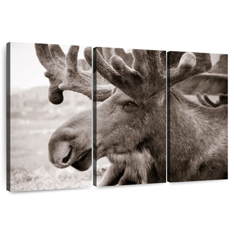 Moose Head, 42" H x 65" W