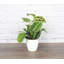 Live Green Prayer Plant in Classic Pot-83156959