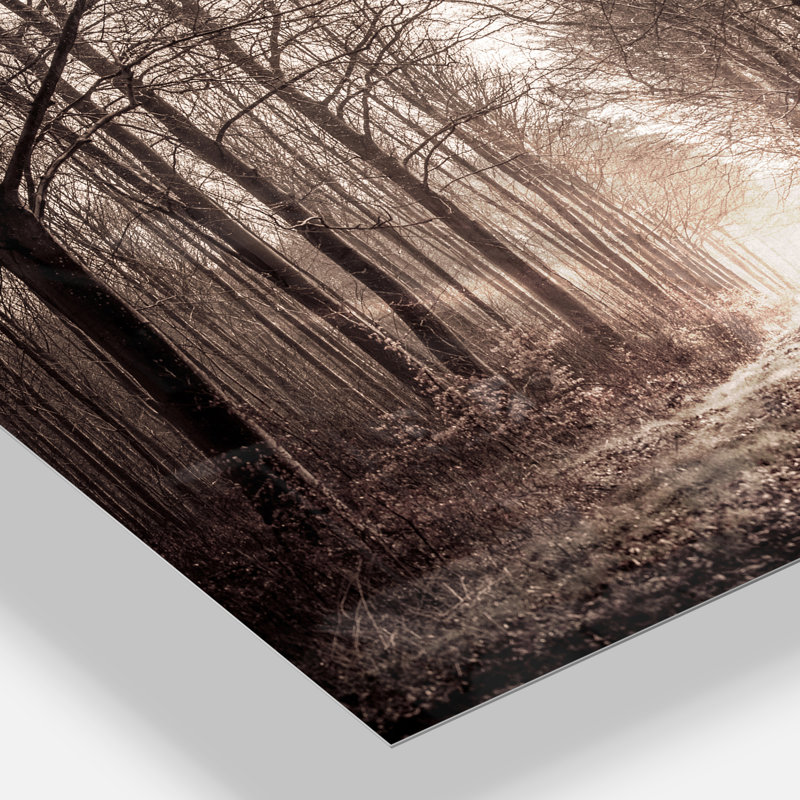 «Forest Trail in Sepia», reproduction de photo sur toile tendue, H 34 po x l 44 po x P 1 po, Métal métal