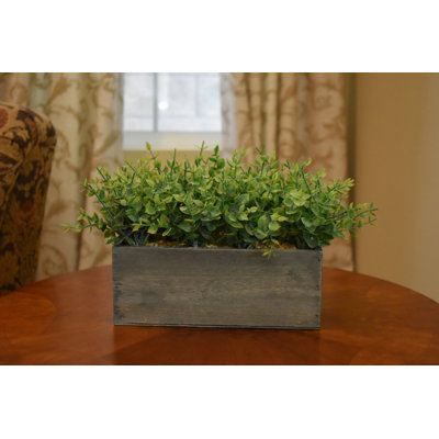 7" Boxwood In Rustic Wooden Box Centerpiece