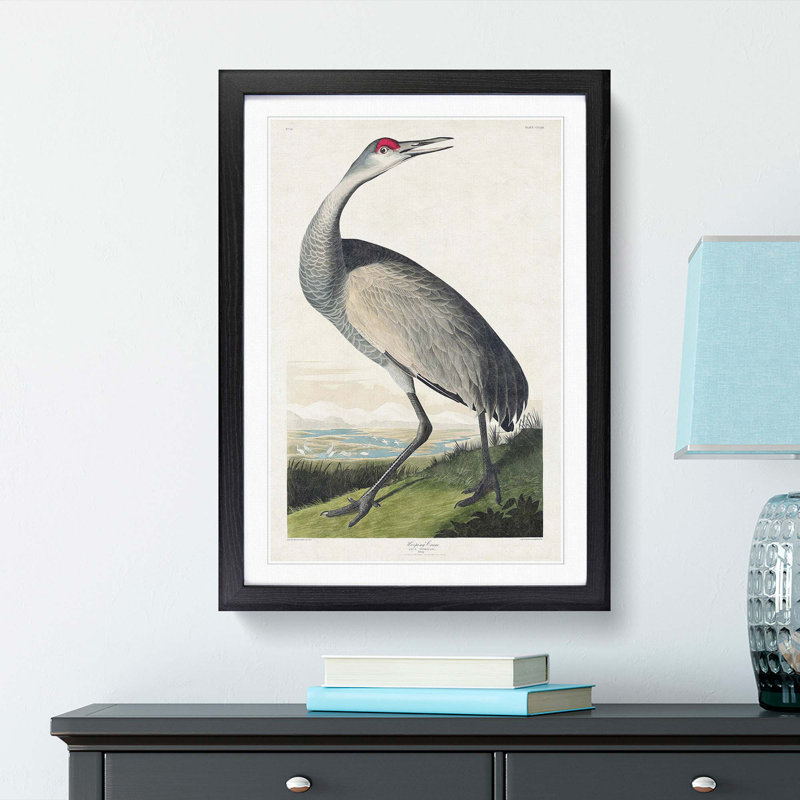Hooping Crane by John Audubon - Framed Print, 48cm H x 36cm W x 2cm D, Black Framed