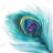 Peacock Feather Closeup Tablecloth - Exotic Home Decor