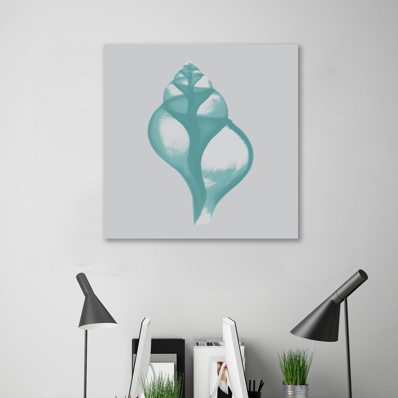 Tulip Shell - Wrapped Canvas Print, 30 cm H x 30 cm W
