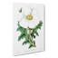 White Mexican Poppy Flower - Wrapped Canvas-55305363