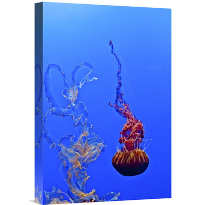" Jellyfish 44 "