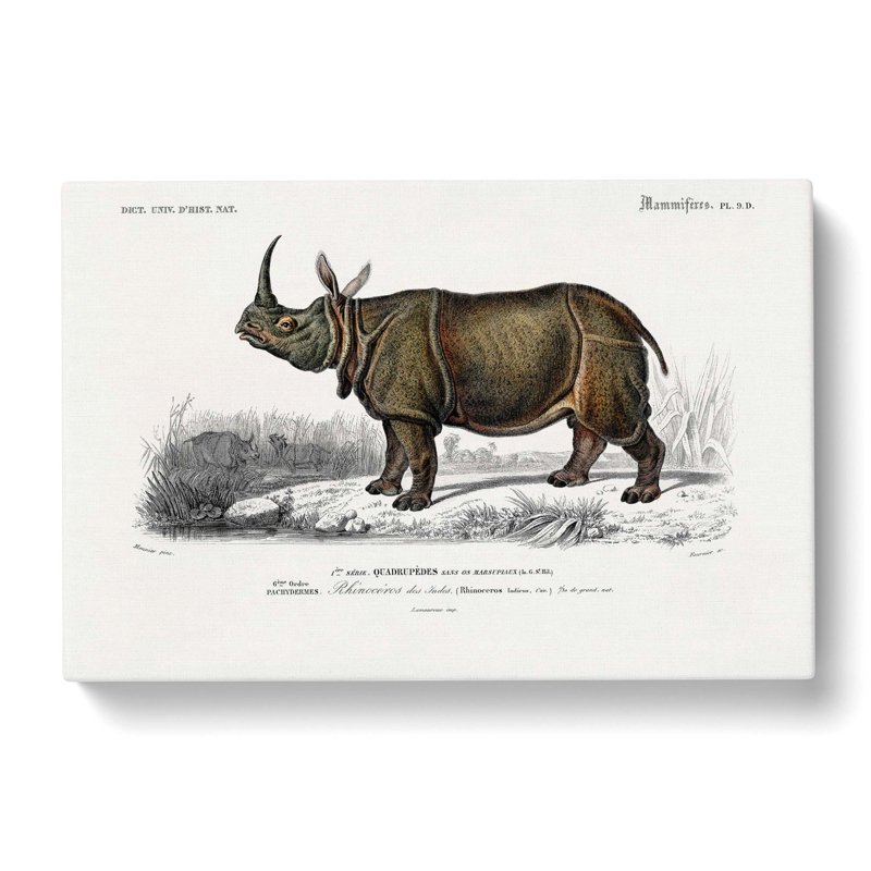 Indian Rhinoceros by Charles D' Orbigny - Wrapped Canvas Painting, 40cm H x 60cm W x 3cm D