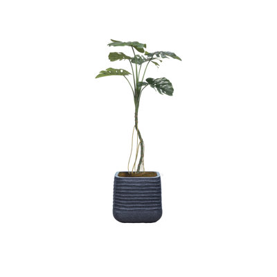 65,57 po plante
