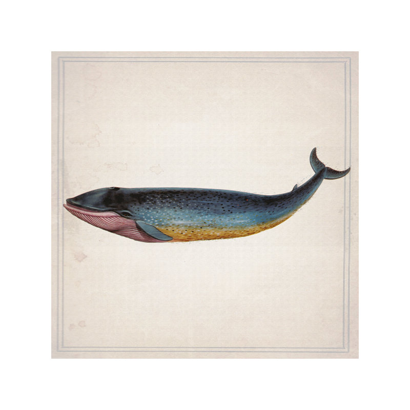 Whale Iv by Natasha Wescoat - Wrapped Canvas Print, 66.04 cm H x 66.04 cm W x 1.91 cm D