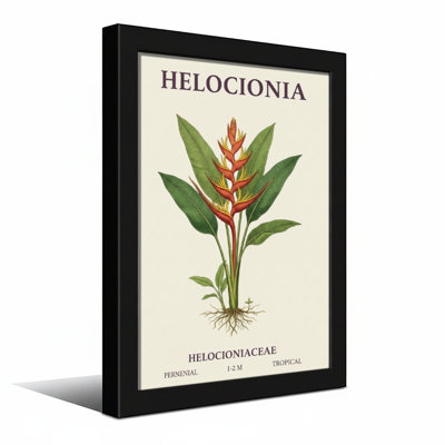 Plantes et fleurs, plante botanique Heliconia, reproduction