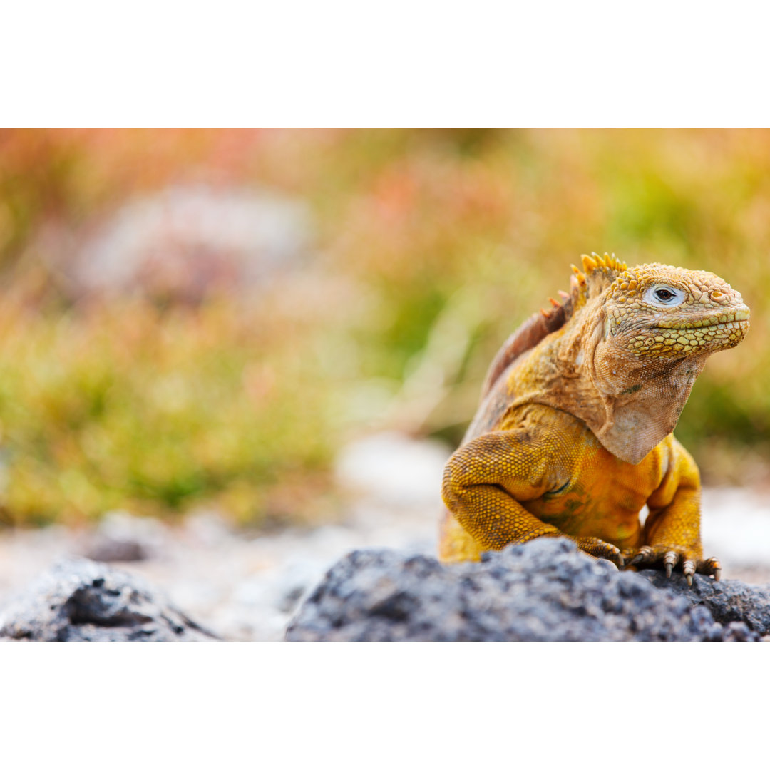 Leinwandbild Land Iguana von Shalamov