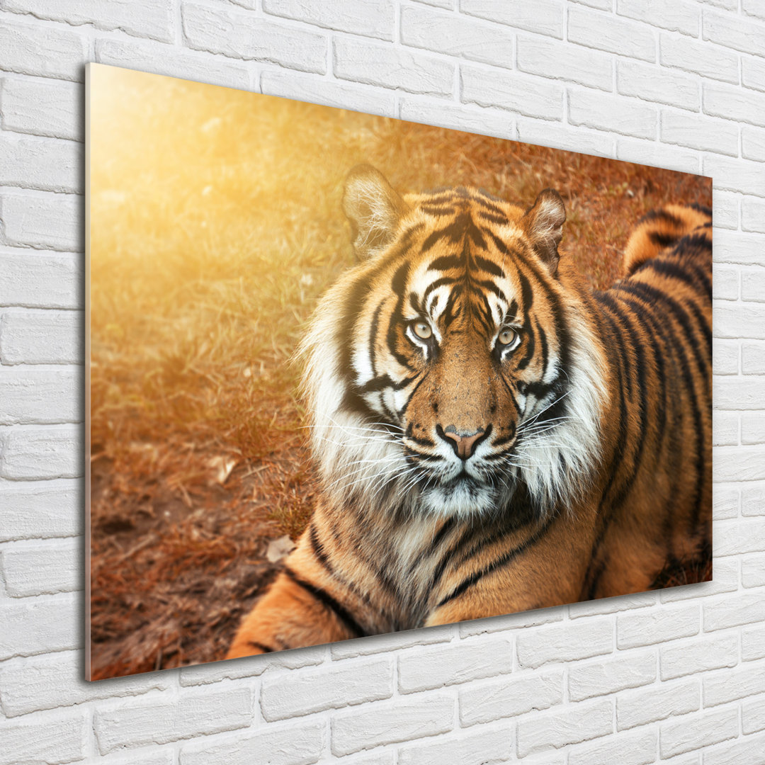 Bengalischer Tiger - Ungerahmter Kunstdruck auf Glas