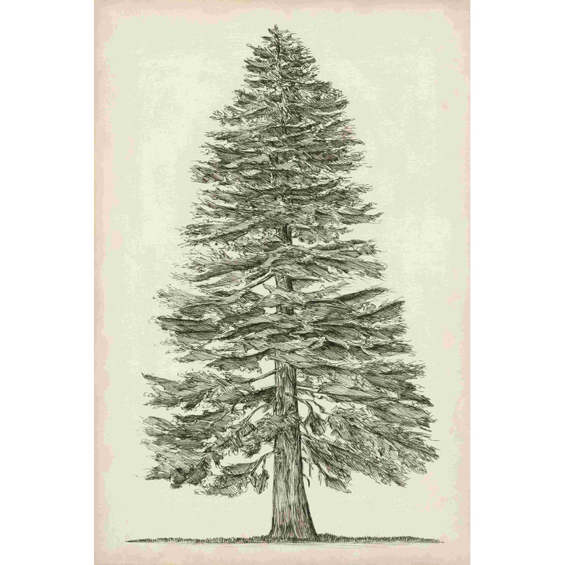 Croquis de l'arbre Pacific Northwest I, H 12 po x l 8 po