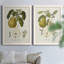 " Pears I " 2 - Pieces-237470327-237470325