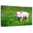 Brampt Spring Grass Pig-108875405