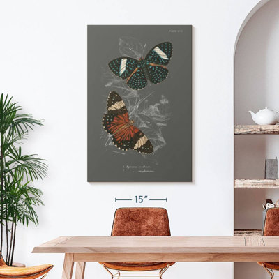Lepidoptera