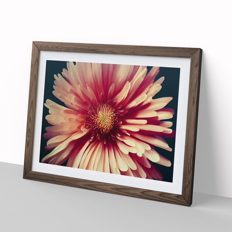 Fancy Chrysanthemum Flower - Single Picture Frame Print, 46cm H x 64cm W x 2cm D, Walnut