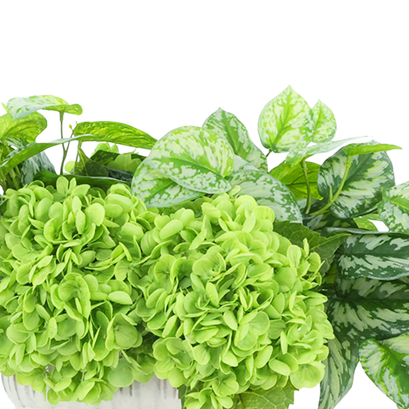 Hydrangea and Ivy Arranged in Ceramic Vase