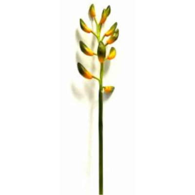 Guzmania Arrangement