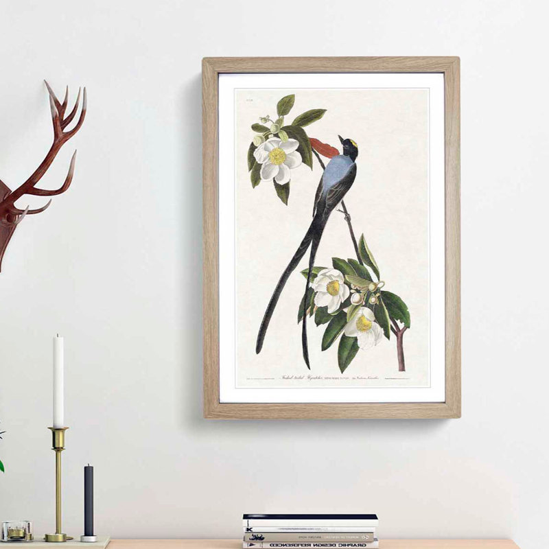 Fork-Tailed Flycatcher Bird by John Audubon - Picture Frame Painting Print, Oak Framed, 65cm H x 48cm W x 2cm D