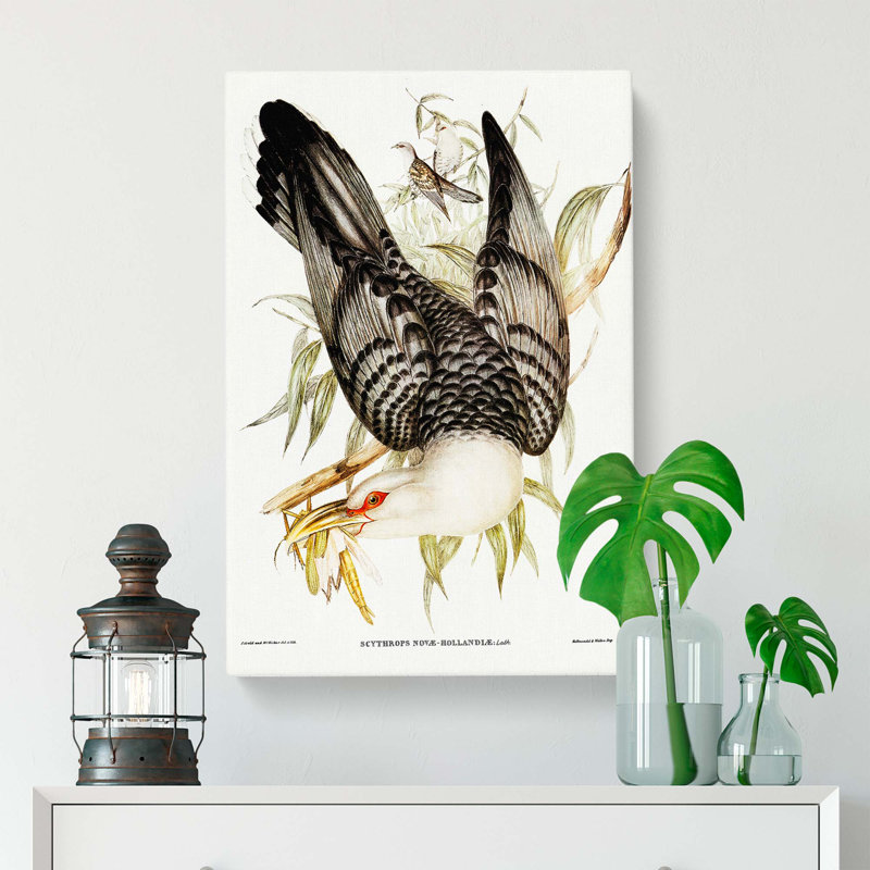 Channel Bill Cuckoo by Elizabeth Gould - Wrapped Canvas, 60cm H x 40cm W x 3cm D