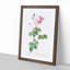 Pink Provence Rose by Pierre-Joseph Redoute - Picture Frame Graphic Art Print-55584032-55584031