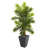 Areca Palm Tree in Slate Finished Planter