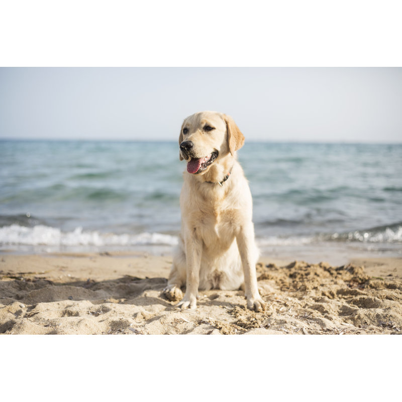 Chien à la plage par Vesnaandjic, H 24 po x l 36 po