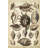 Spider Conch Shells-2087264042