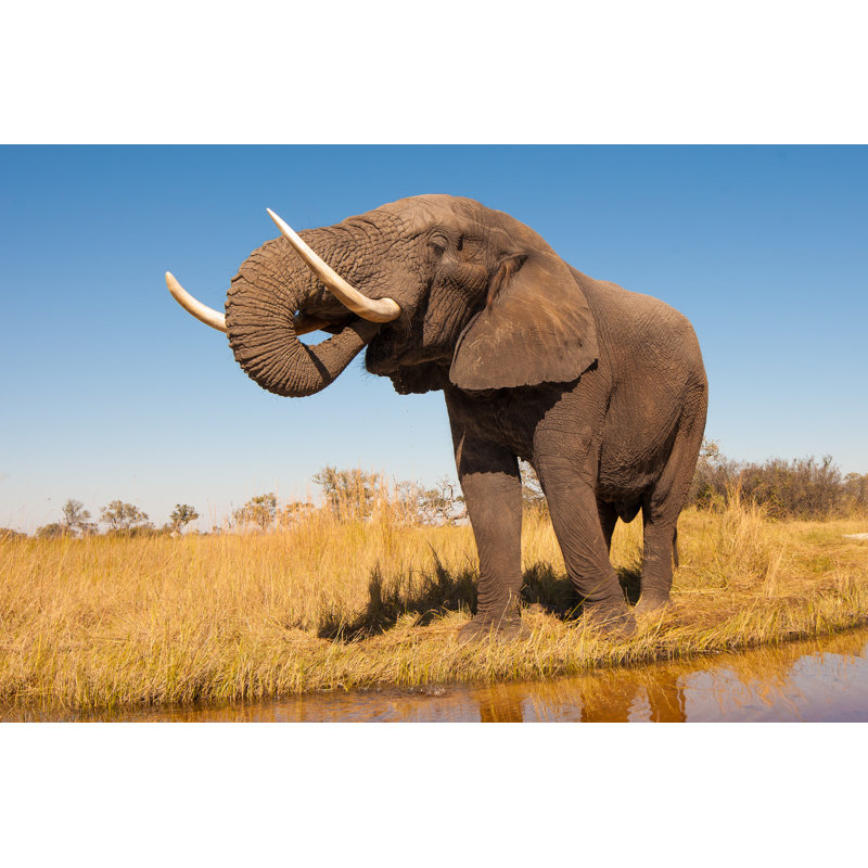 " Elephant " by Donvanstaden, 12" W x 8" H