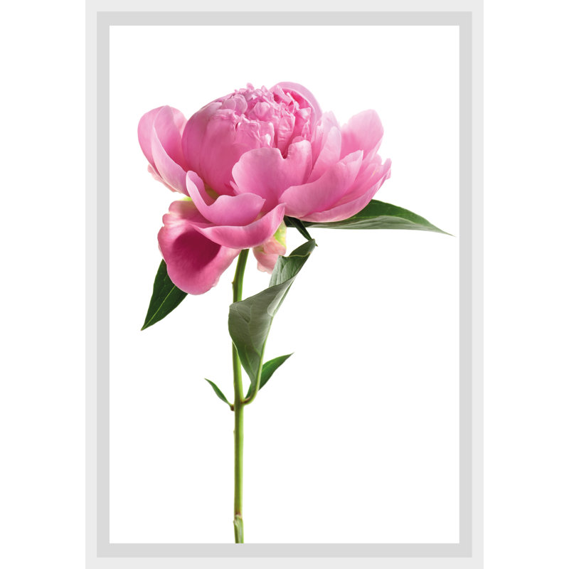 Rose - Single Picture Frame Print