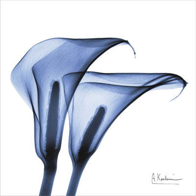 Indigo infusé Calla Lilies par Albert Koetsier - impression sur toile non encadrée