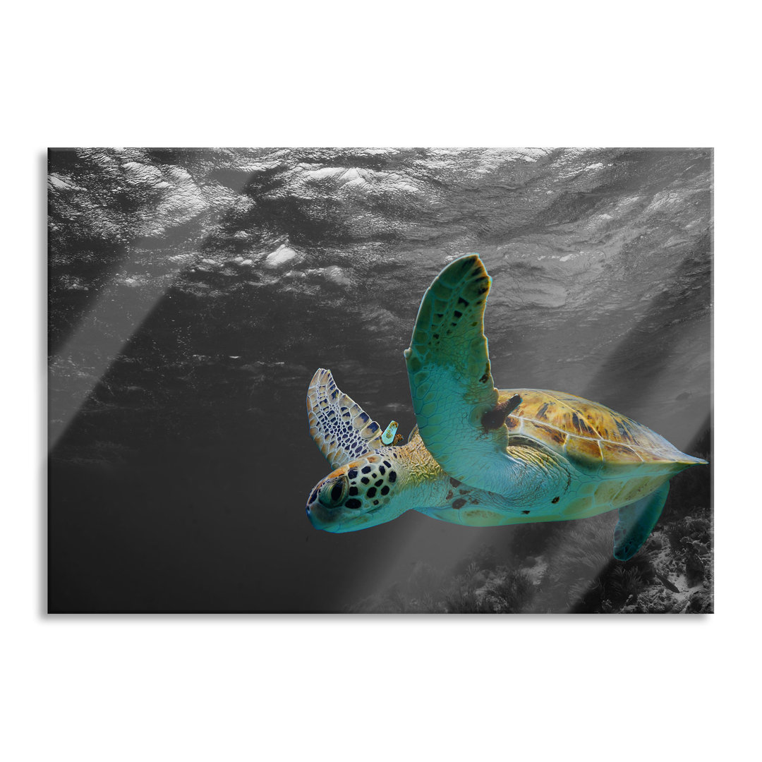 Ungerahmtes Foto auf Glas "Turtle in a Reef