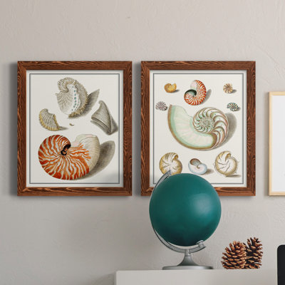 " Collected Shells I " 2 - Pieces Painting Print