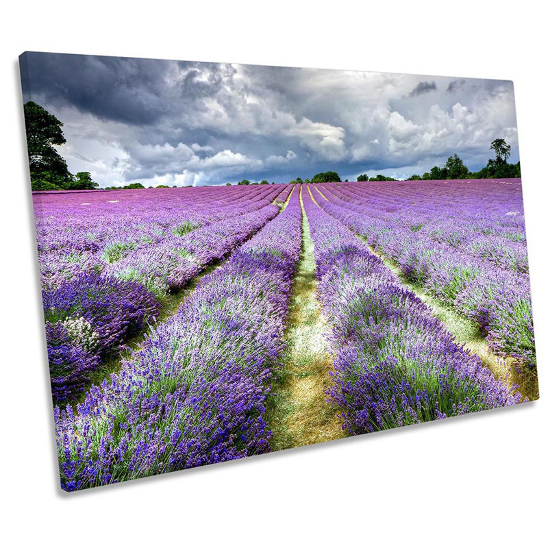 Lavender Field Banstead Surrey Purple - Wrapped Canvas Print, 30.5cm H x 45.7cm W