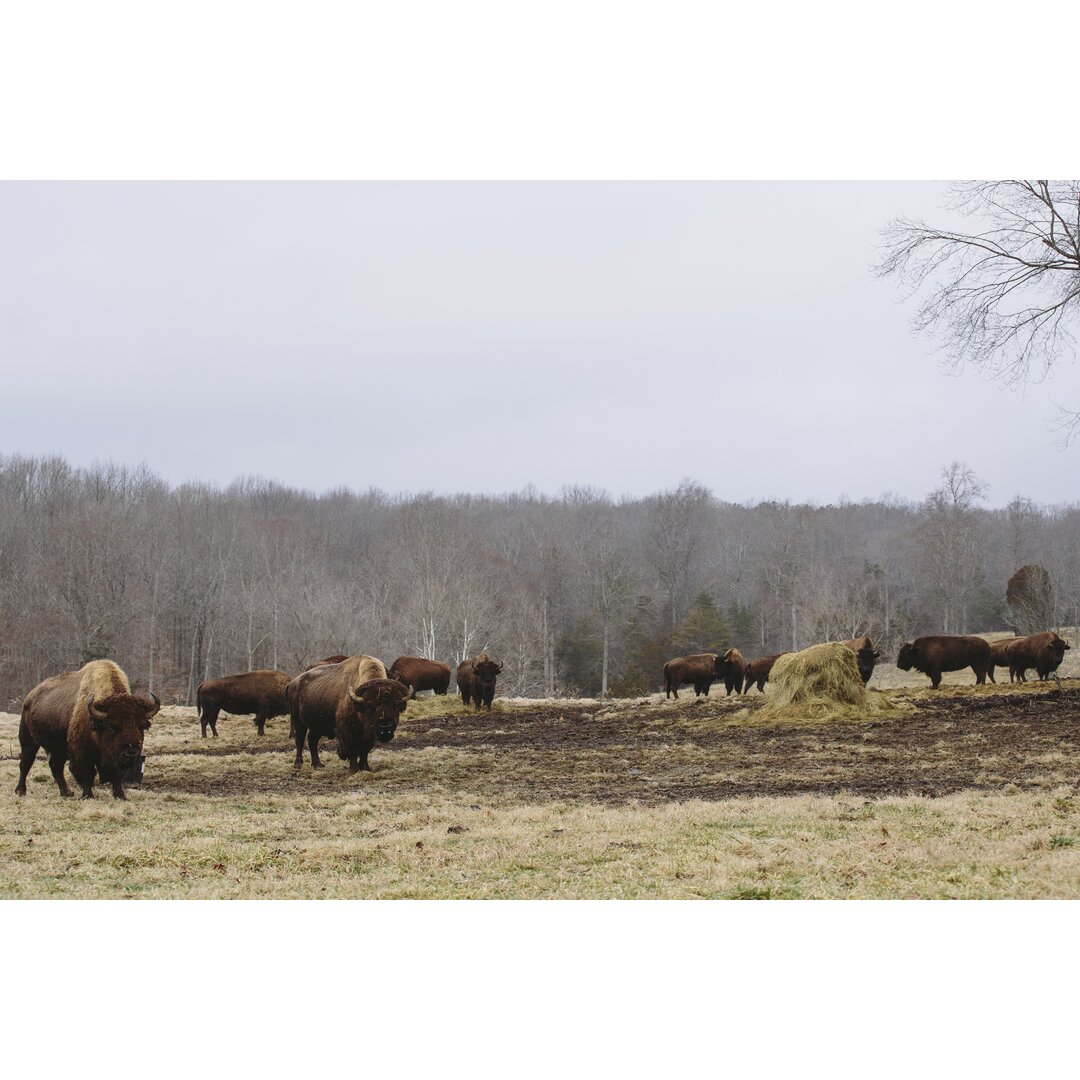 Leinwandbild Farm Study VI von Adam Mead