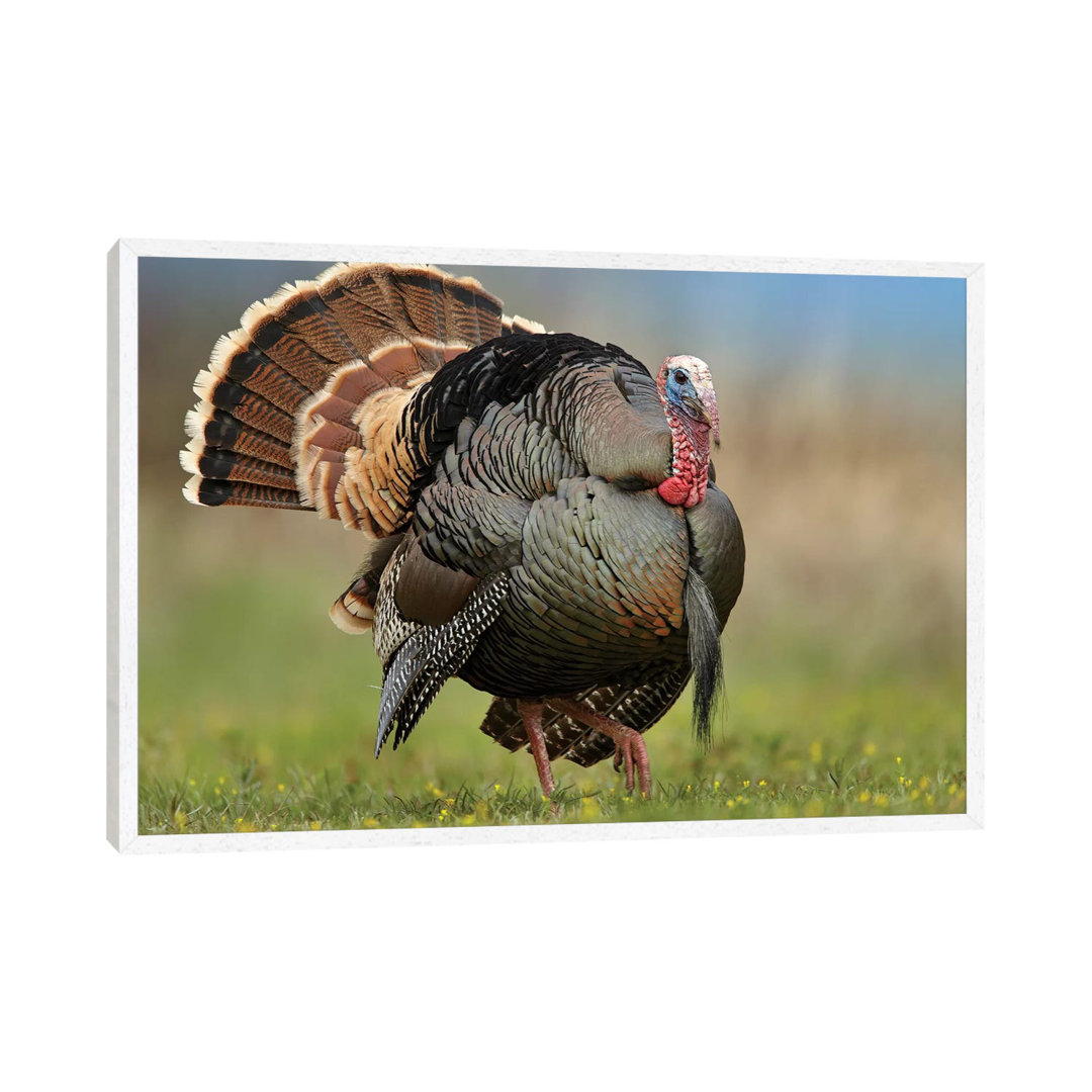 Wild Turkey Male In Courtship Display, Palo Duro Canyon State Park, Texas II von Tim Fitzharris - Gallery-Wrapped Canvas...