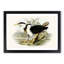 Pied Egrets by Elizabeth Gould - Picture Frame Painting Print-55583500-55583501