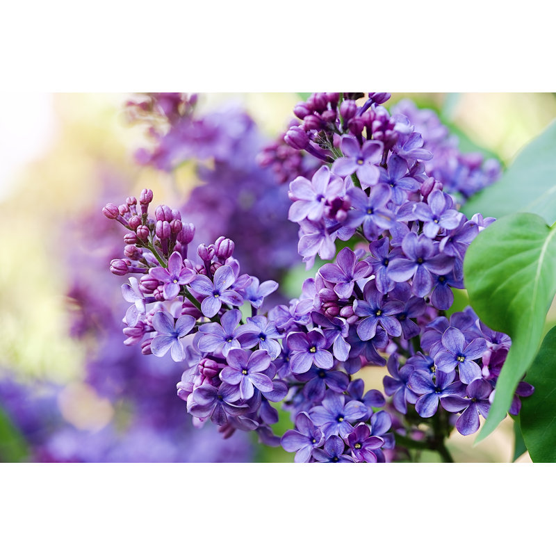 Blossoming Lilac - Wrapped Canvas Print, 51cm H x 76cm W