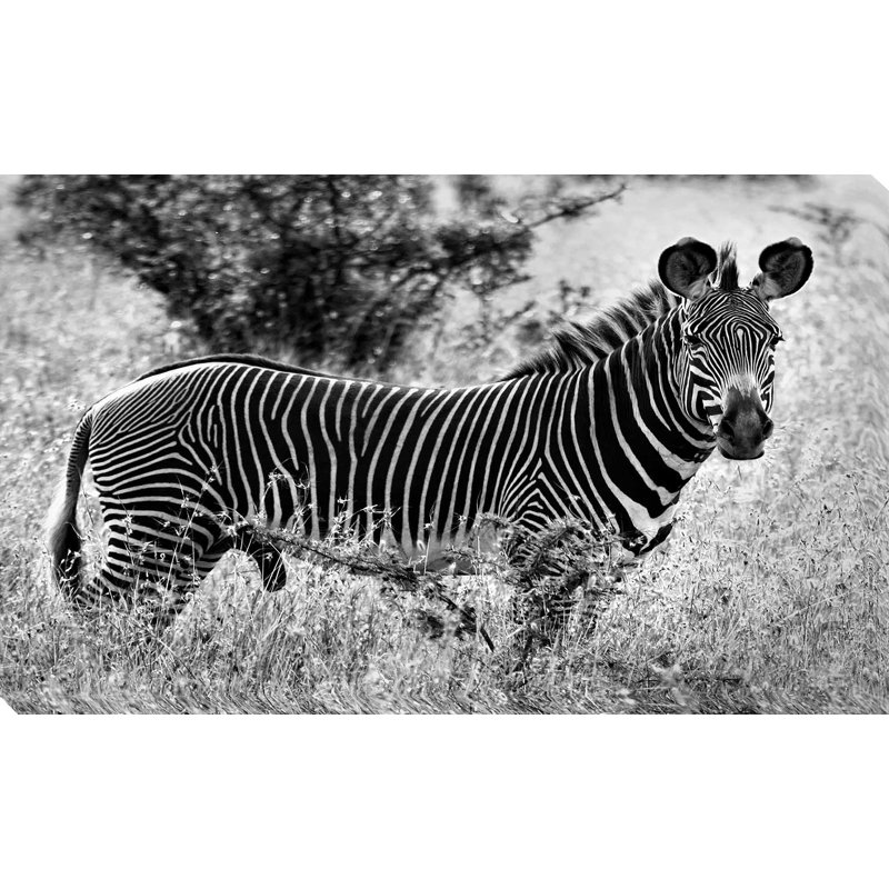 «Zebra Lookout», reproduction de photo, H 36 po x l 60 po x P 1,5 po, Toile tendue