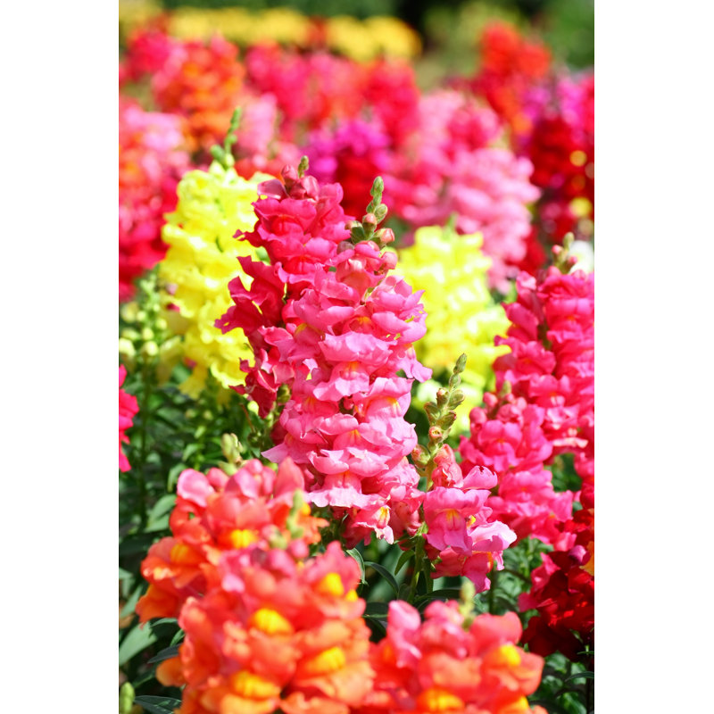 Antirrhinum Flowers by Nutoeizuza - Wrapped Canvas Print, 46cm H x 30cm W
