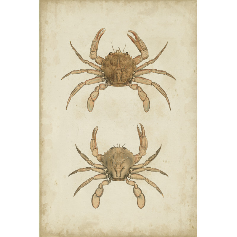 Crustaceans VI by James Sowerby - Wrapped Canvas Print, 122cm H x 81cm W x 3.8cm D