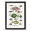 Various Fishes XXXIII by Oliver Goldsmith - Picture Frame Painting Print-55605264-55605267
